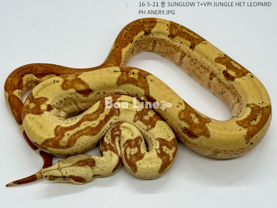 SUNGLOW T+VPI JUNGLE HET LEOPARD PH ANERY
